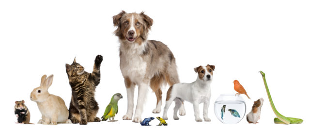 Is Your Pet Ruining Your Credit Score?